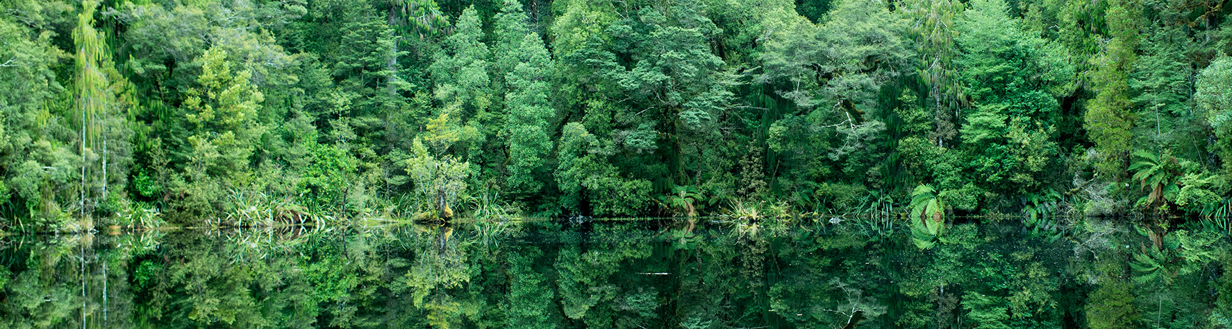 Oparara,Basin,,Kahurangi,National,Park,,West,Coast,New,Zealand